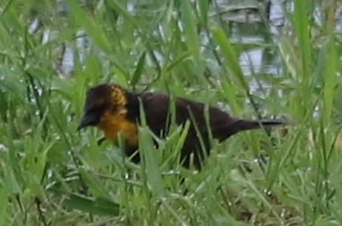 Yellow-headed Blackbird - ML619408908