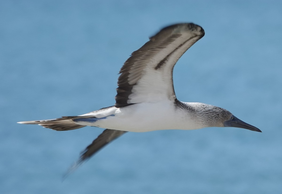 Blue-footed Booby - ML619408944