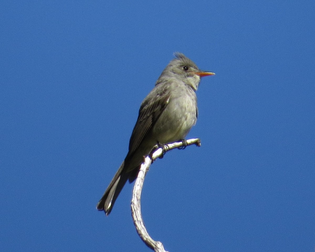 Greater Pewee - ML619408979