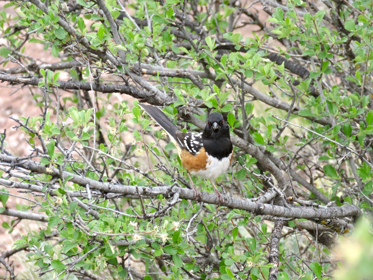 Spotted Towhee - ML619409036