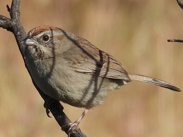 Rufous-crowned Sparrow - ML619409039