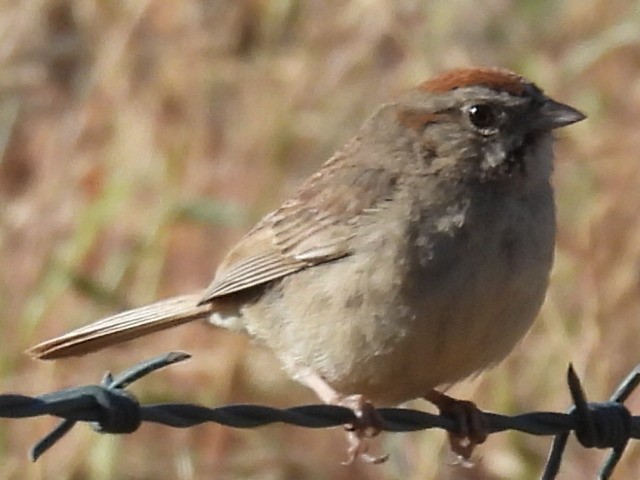 Rufous-crowned Sparrow - ML619409040