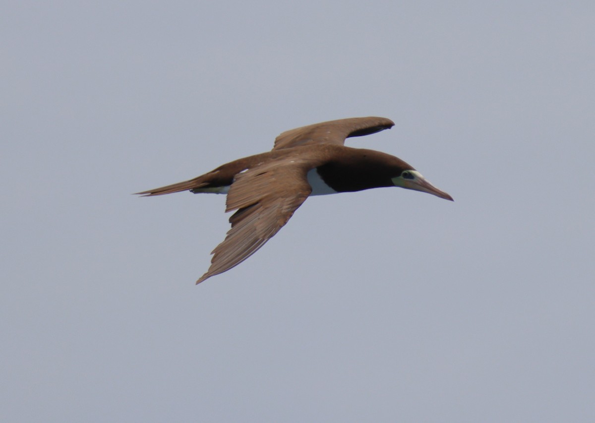 Brown Booby - ML619409044
