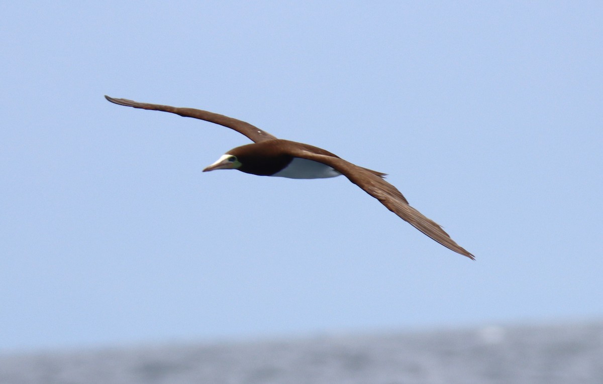 Brown Booby - ML619409046