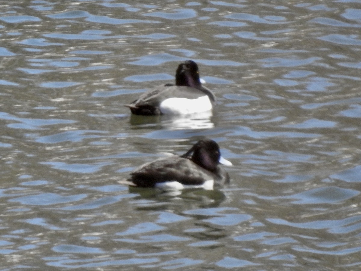 Tufted Duck - ML619409073