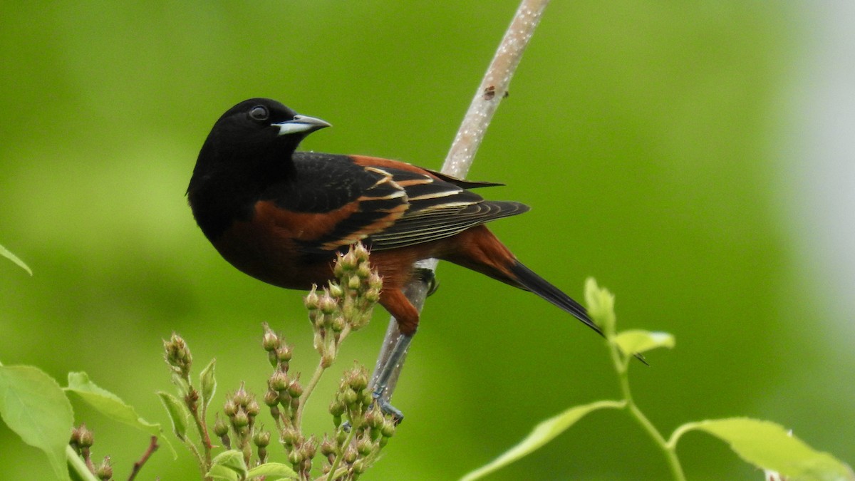 Orchard Oriole - ML619409086