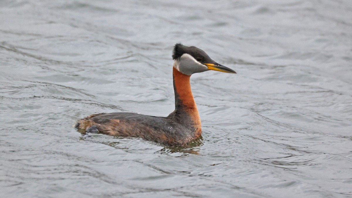 Red-necked Grebe - ML619409105