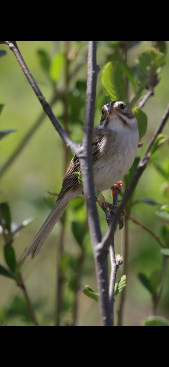 Clay-colored Sparrow - ML619409144