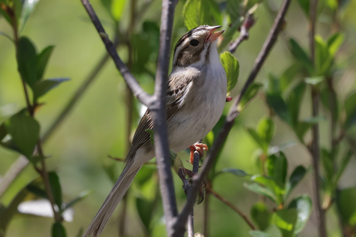Clay-colored Sparrow - ML619409146