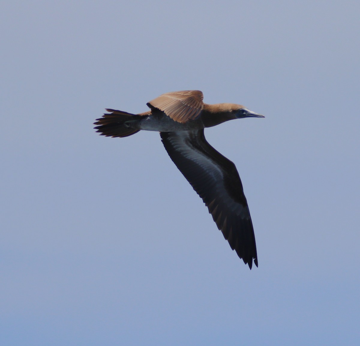 Brown Booby - ML619409164