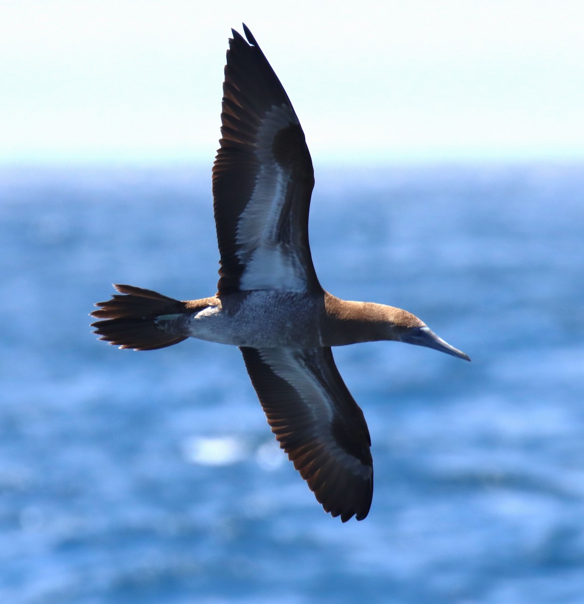 Brown Booby - ML619409165