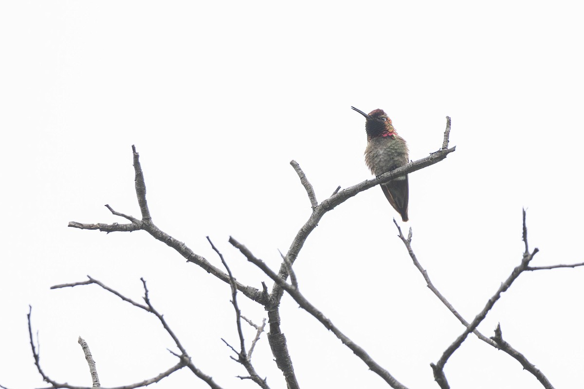 Anna's Hummingbird - ML619409223