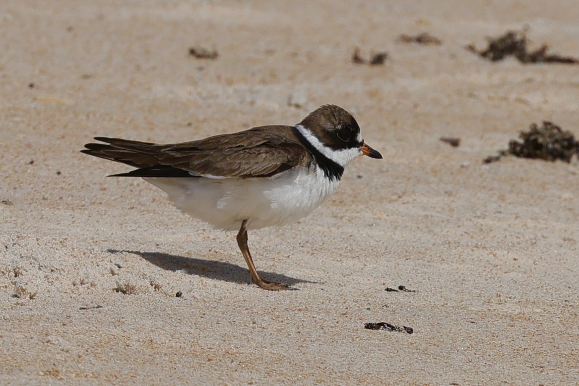 Semipalmated Plover - ML619409277