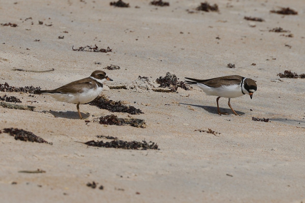 Semipalmated Plover - ML619409278