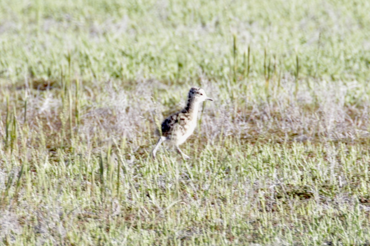 Long-billed Curlew - ML619409326