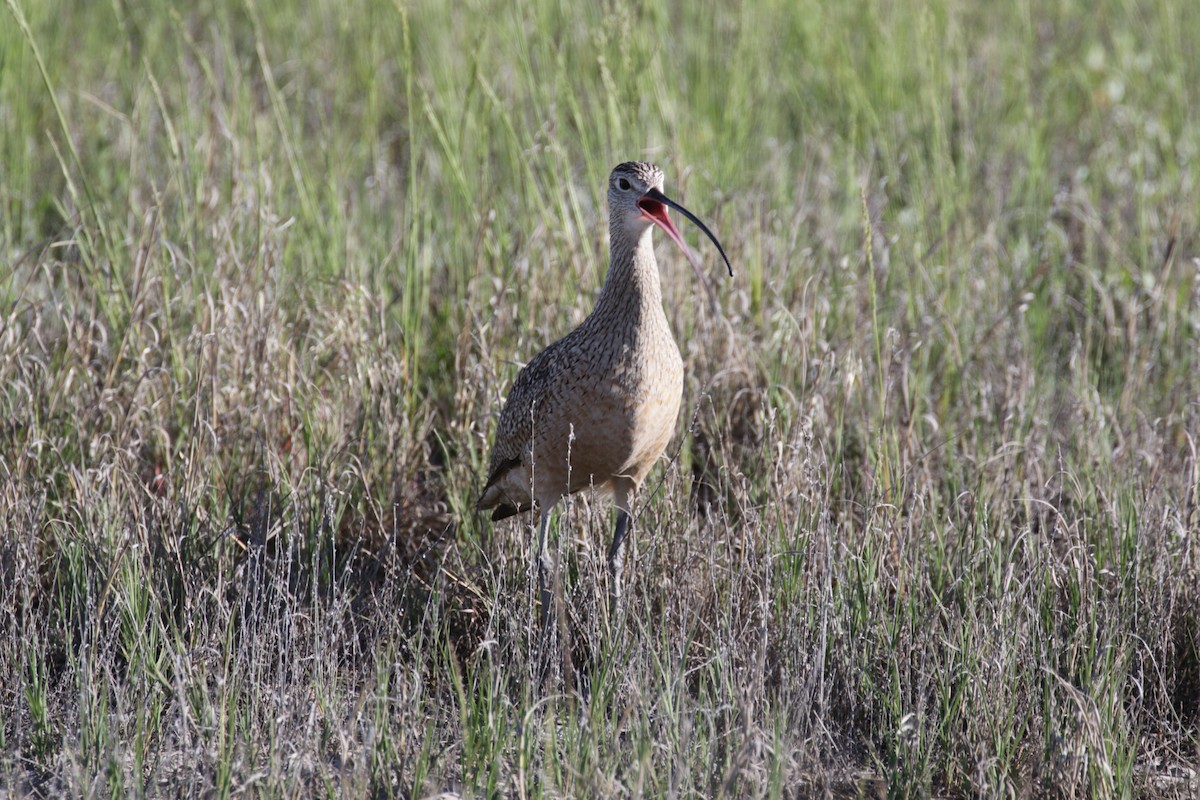 Long-billed Curlew - ML619409329