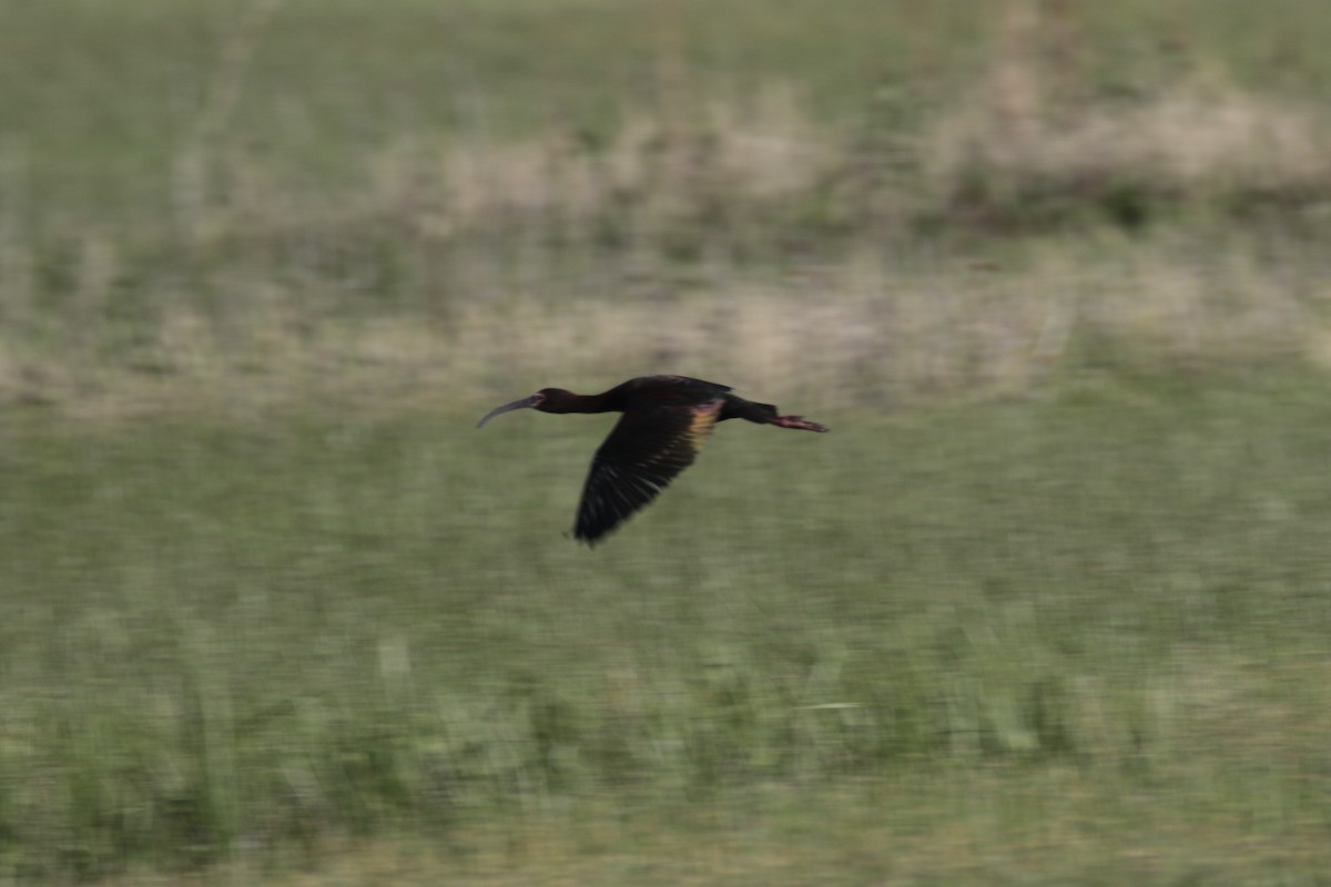 ibis americký - ML619409389