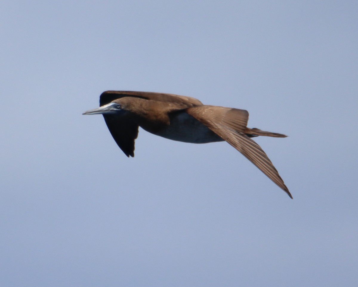 Brown Booby - ML619409409