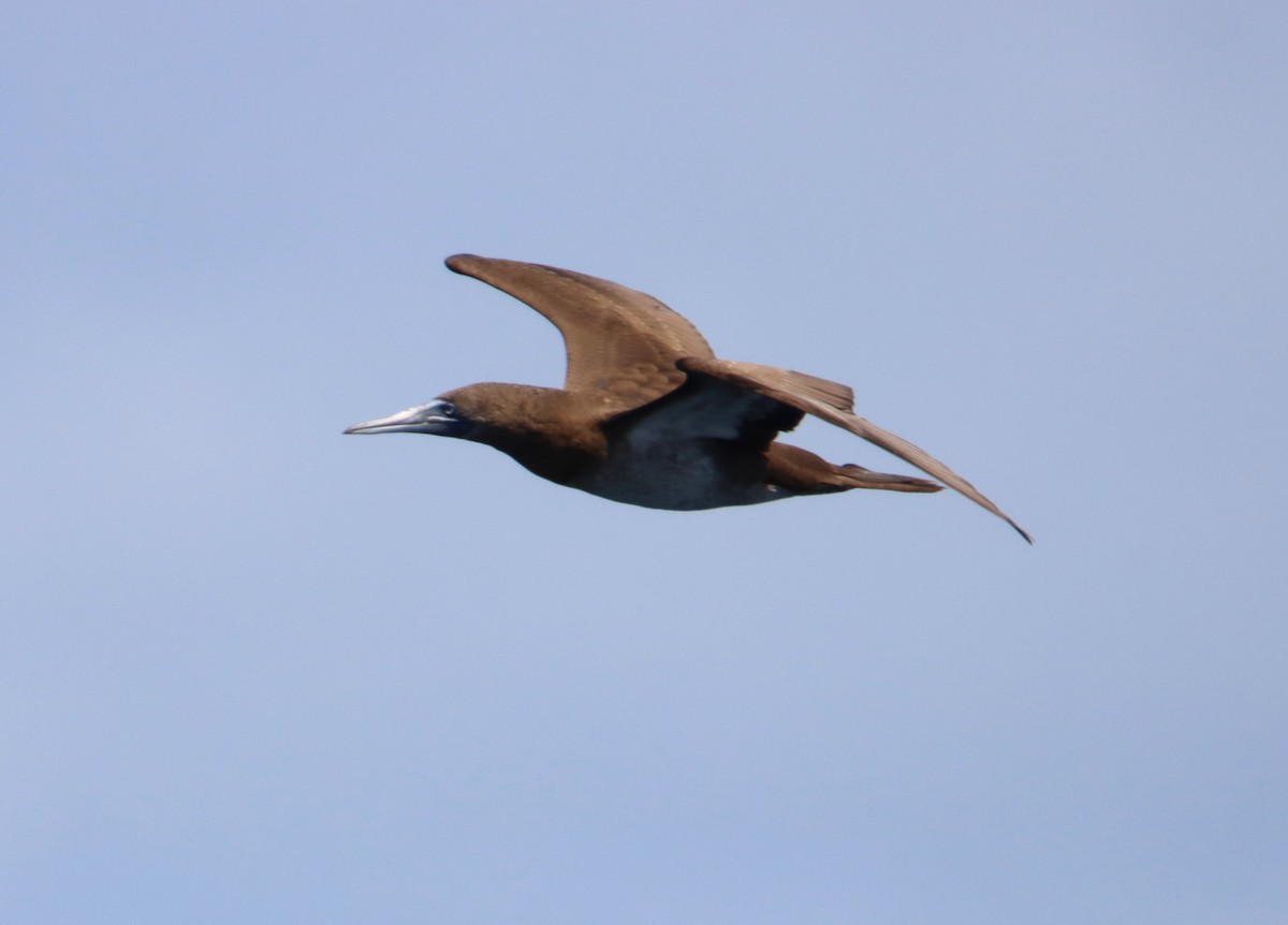 Brown Booby - ML619409411