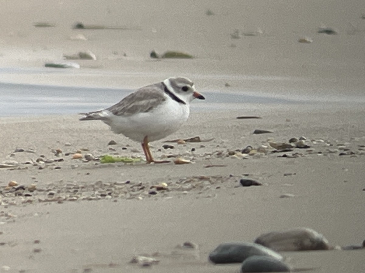 Piping Plover - ML619409424