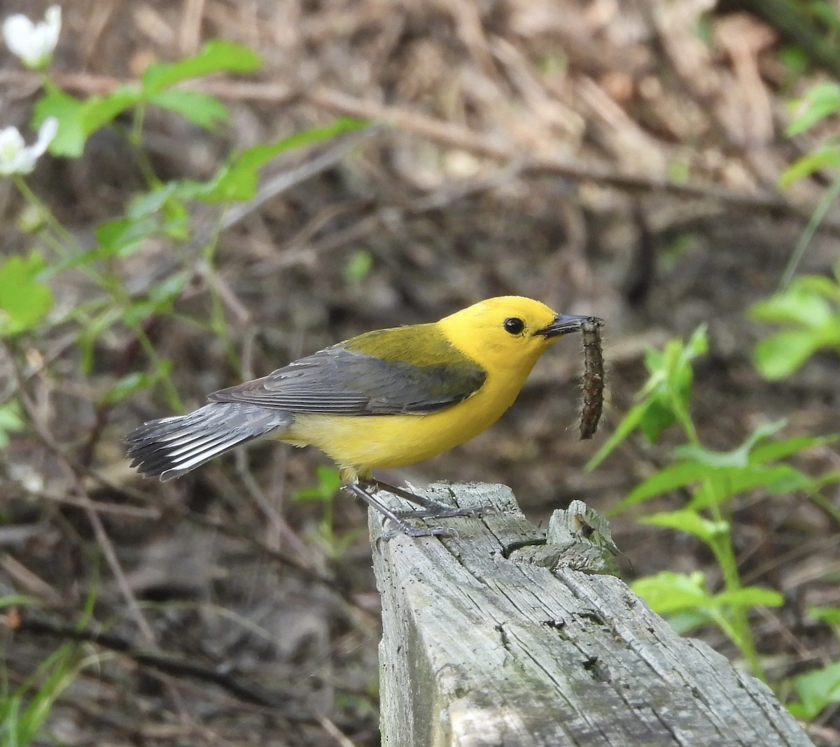 Prothonotary Warbler - ML619409461