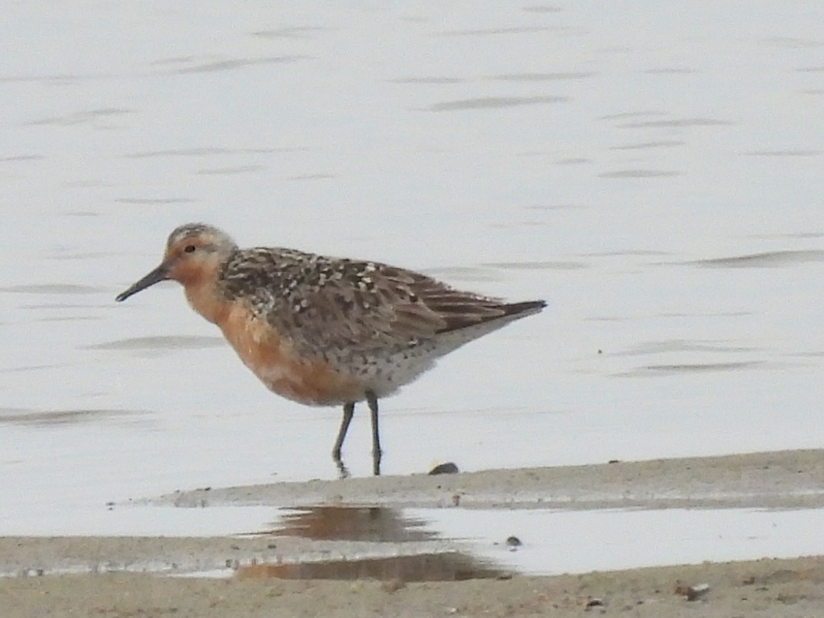 Red Knot - ML619409462
