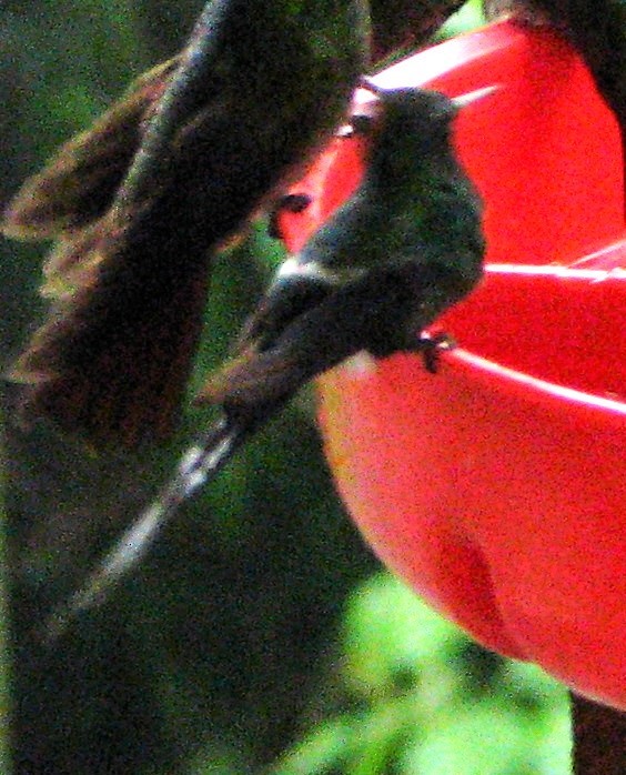 kolibřík trnoocasý - ML619409519