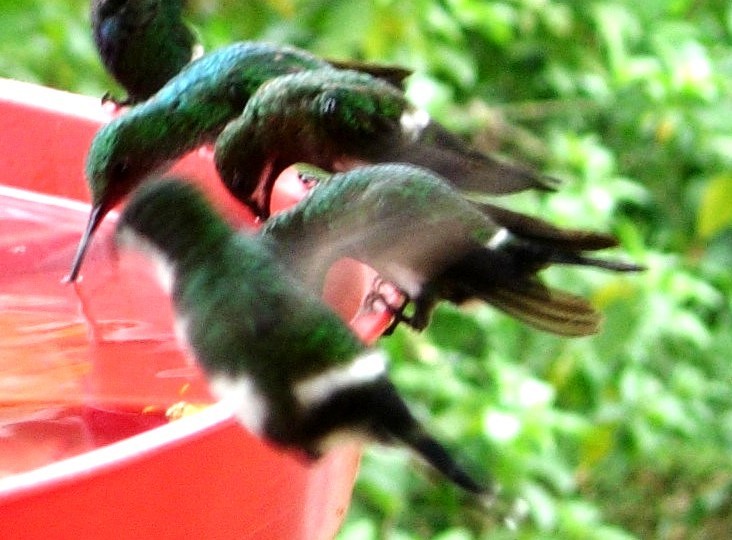 kolibřík trnoocasý - ML619409520