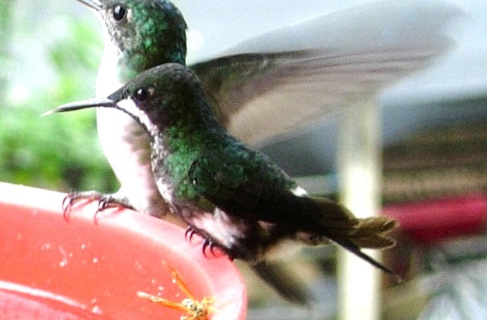 kolibřík trnoocasý - ML619409521