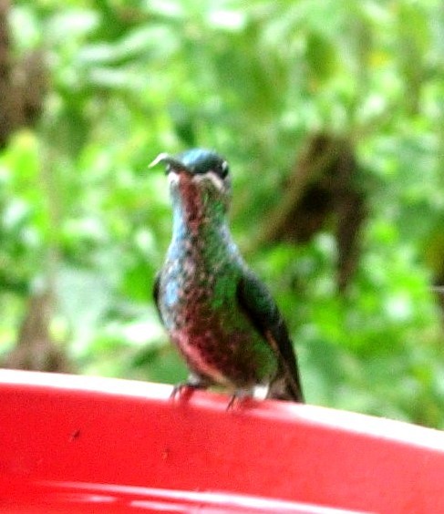 kolibřík subtropický - ML619409550