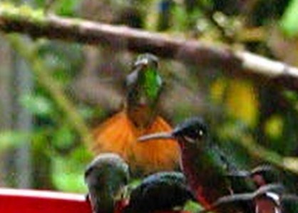 Rufous-tailed Hummingbird - ML619409599