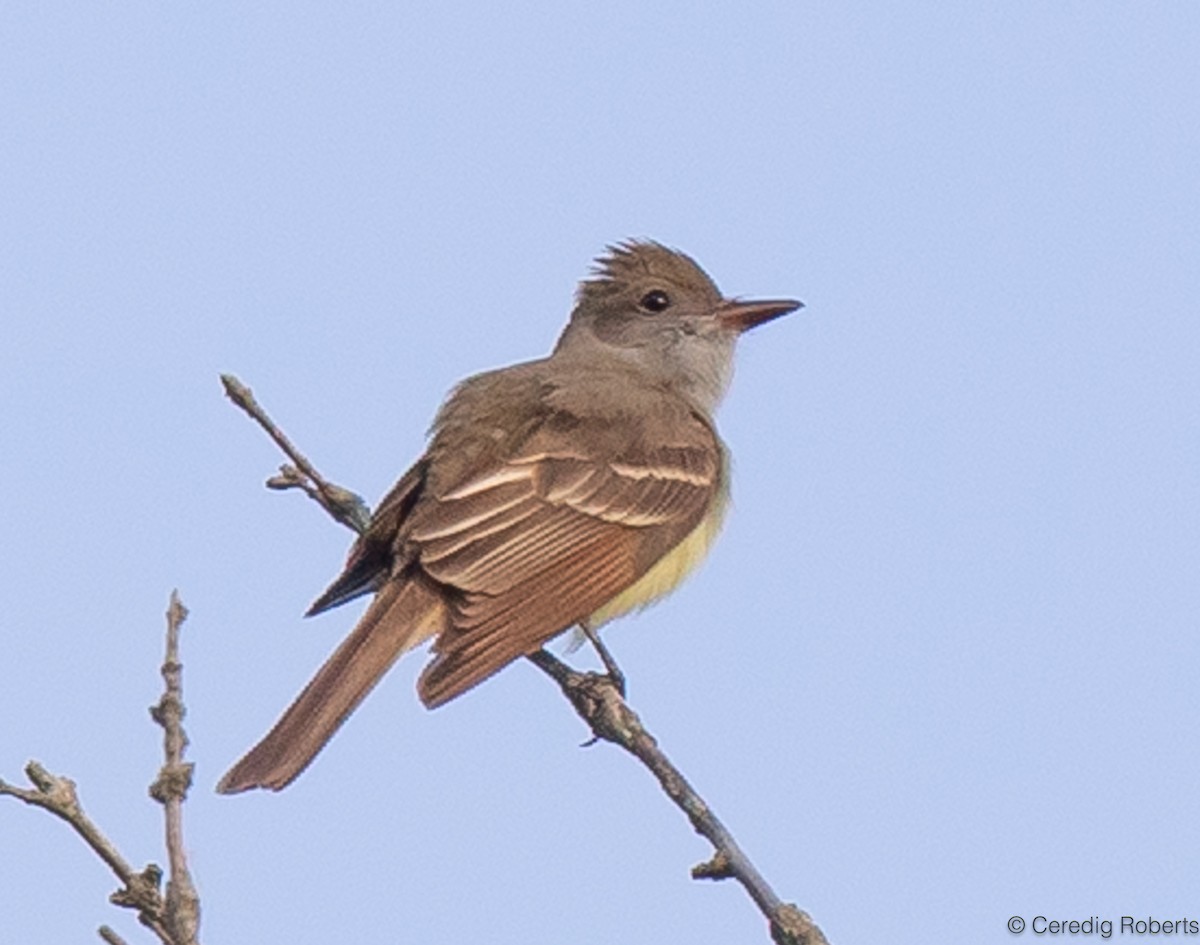 Great Crested Flycatcher - ML619409602