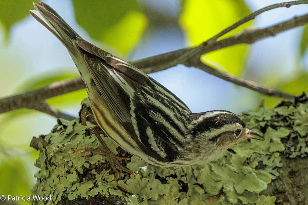 Black-and-white Warbler - ML619409659