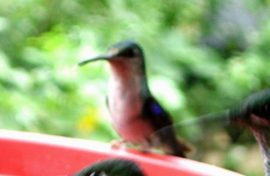 kolibřík vidloocasý (ssp. hypochlora) - ML619409684
