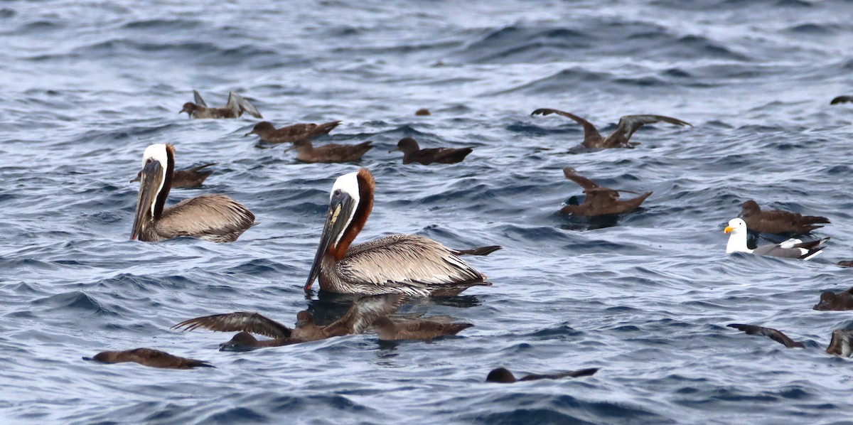 pelikán hnědý - ML619409694