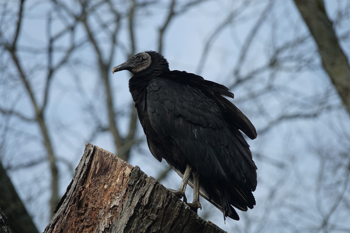 Black Vulture - ML619409781