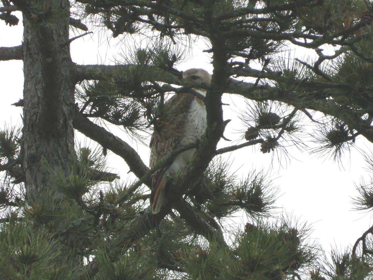 Red-tailed Hawk - ML619409796