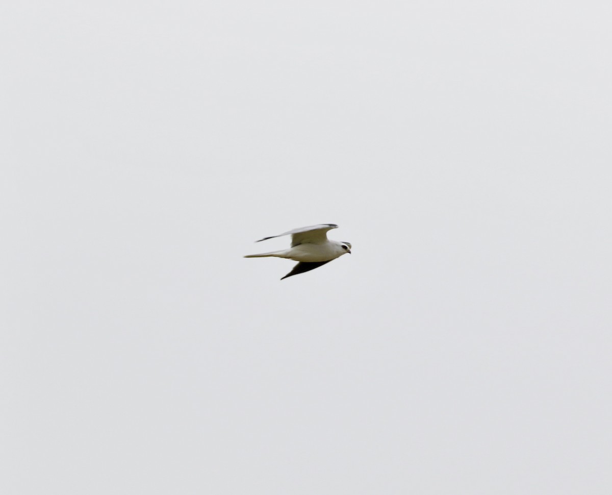 White-tailed Kite - ML619409805