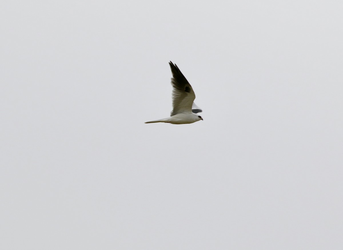 White-tailed Kite - ML619409820