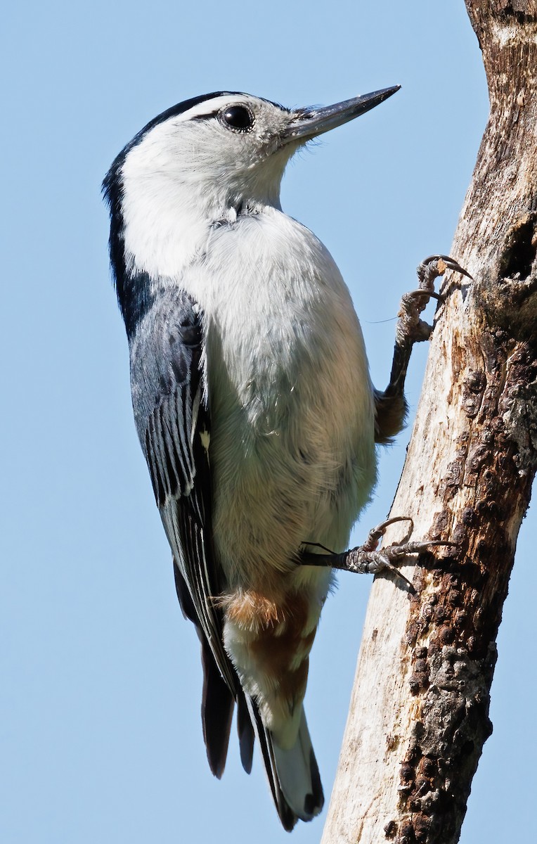 White-breasted Nuthatch - ML619409823