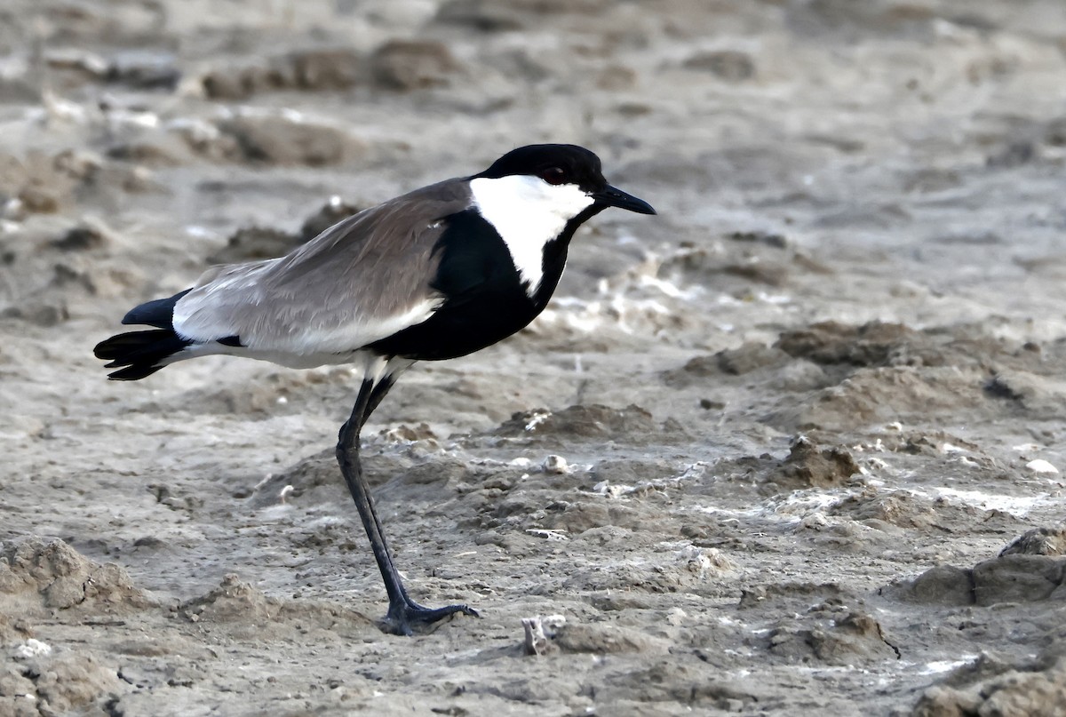 Spur-winged Lapwing - ML619409824