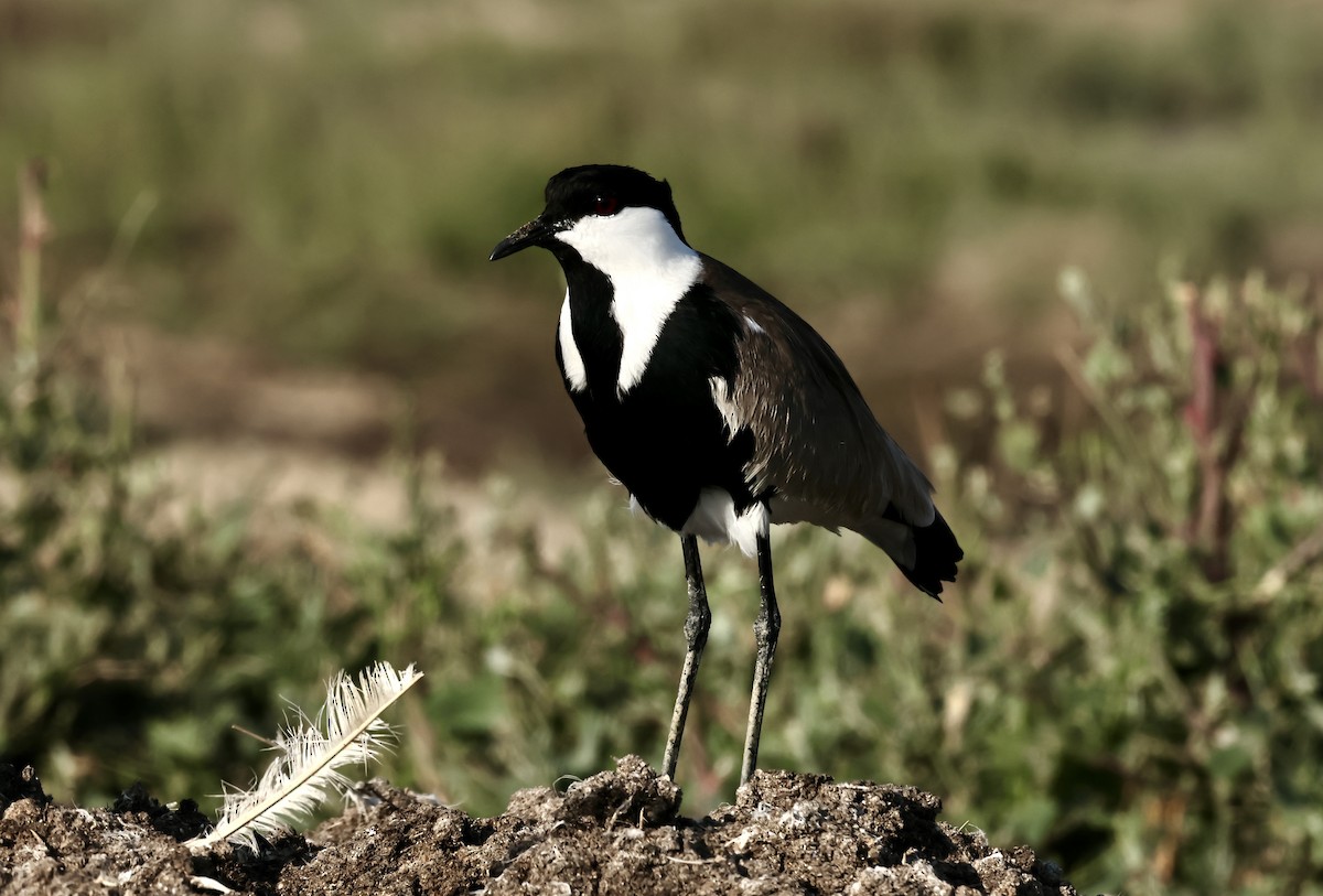 Spur-winged Lapwing - ML619409825
