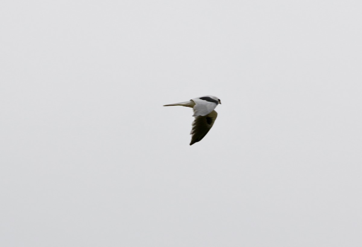 White-tailed Kite - ML619409828
