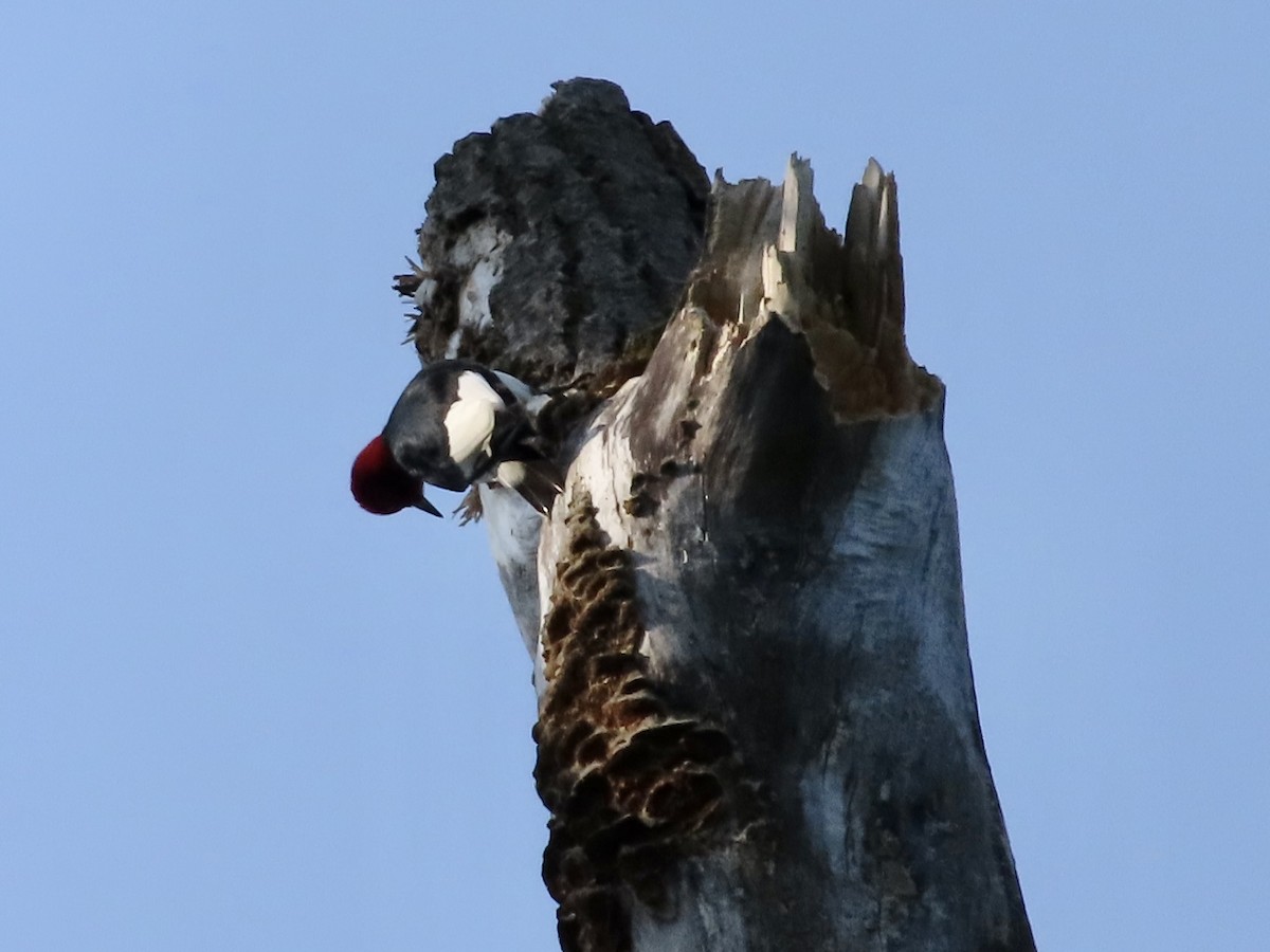 Red-headed Woodpecker - ML619409941
