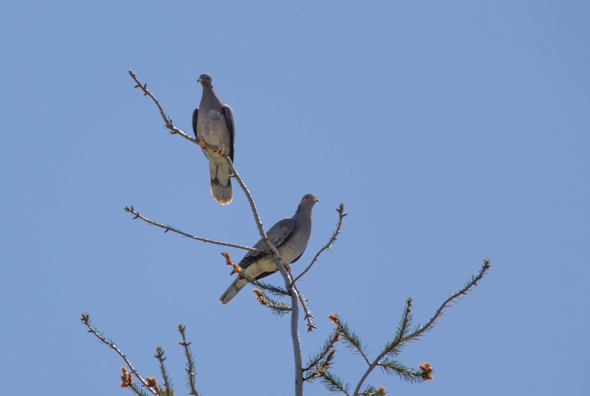 Band-tailed Pigeon - ML619409966