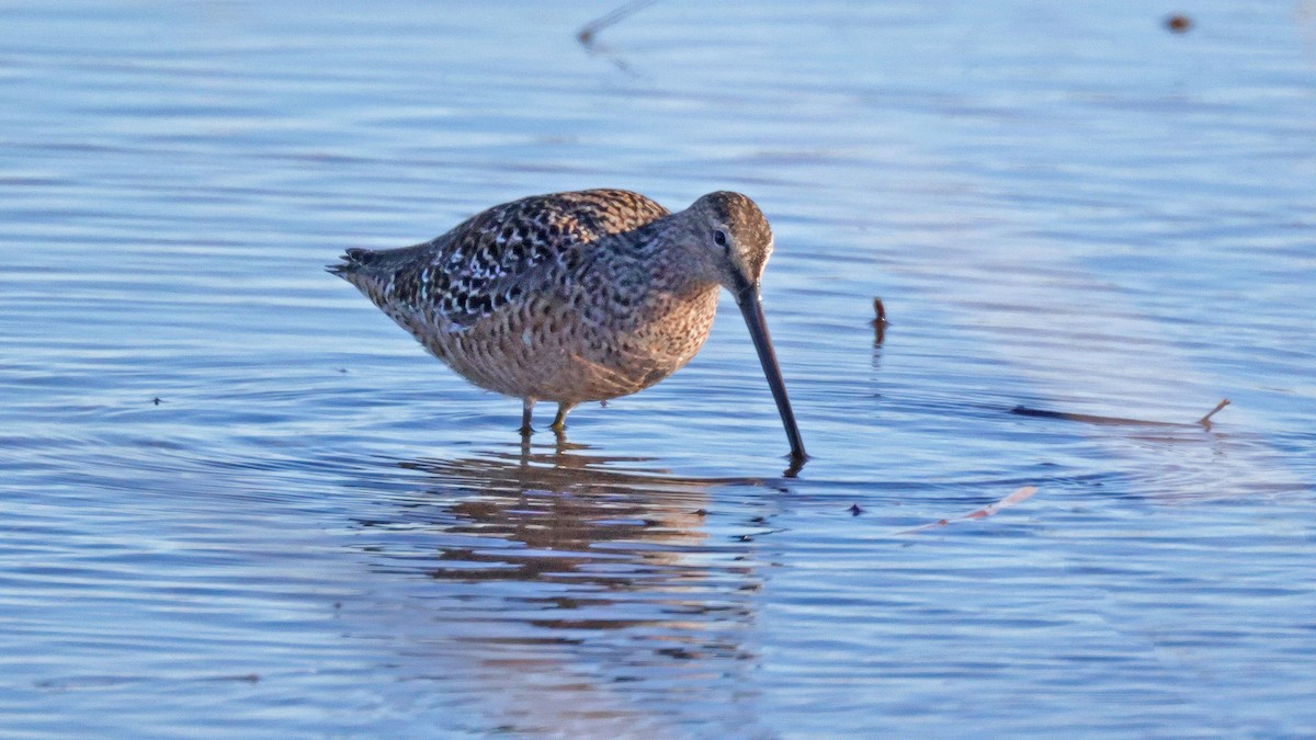 Long-billed Dowitcher - ML619409975
