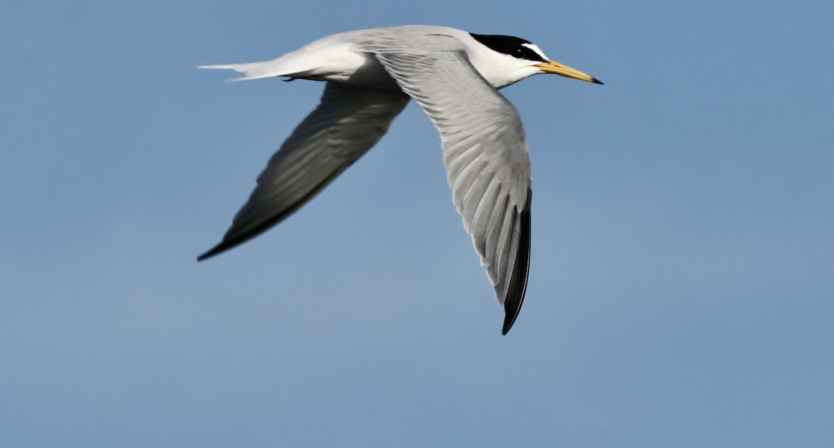Little Tern - ML619410009