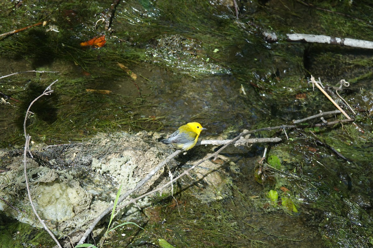 Prothonotary Warbler - ML619410021