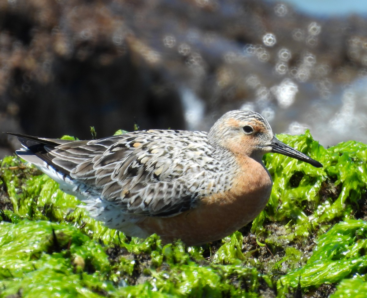 Red Knot - ML619410026