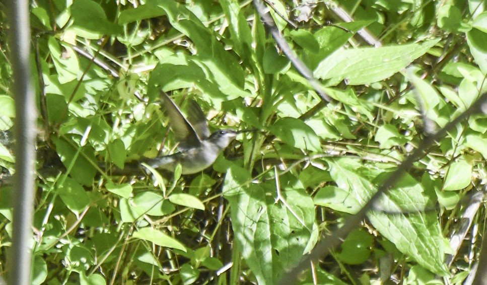 Ruby-throated Hummingbird - ML619410044